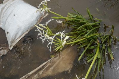 Crinum viviparum, photographed by S.MORE