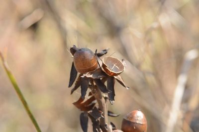 Rivea ornata, photographed by S.MORE