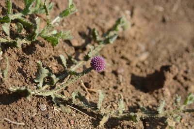Sphaeranthus indicus, photographed by S.MORE