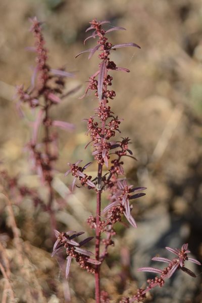 Ammannia baccifera, photographed by S.MORE