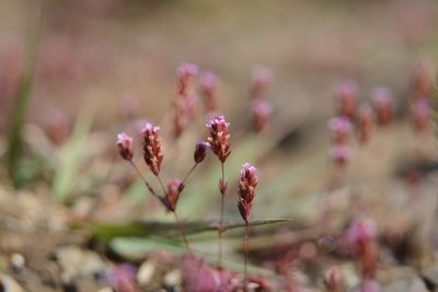 Rotala serpyllifolia, photographed by S.MORE