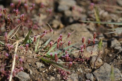 Rotala serpyllifolia, photographed by S.MORE