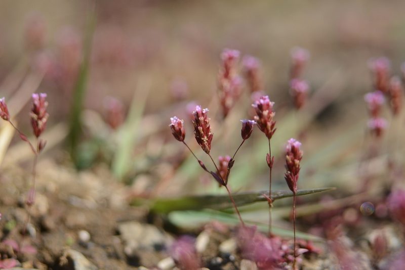 Rotala serpyllifolia, photographed by S.MORE