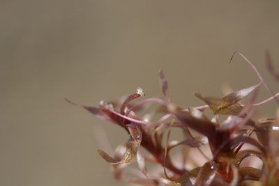 Nechamandra alternifolia, photographed by S.MORE