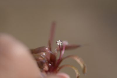 Nechamandra alternifolia, photographed by S.MORE