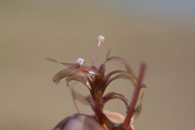 Nechamandra alternifolia, photographed by S.MORE