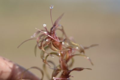 Nechamandra alternifolia, photographed by S.MORE