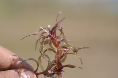 Nechamandra alternifolia, photographed by S.MORE