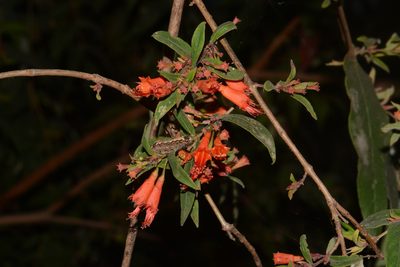 Woodfordia fruticosa, photographed by S.MORE