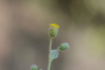 Blumea oxyodonta, photographed by S.MORE