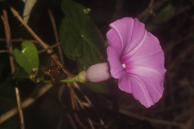 Ipomoea splendor-sylvae, photographed by Juan Cruzado Cortés