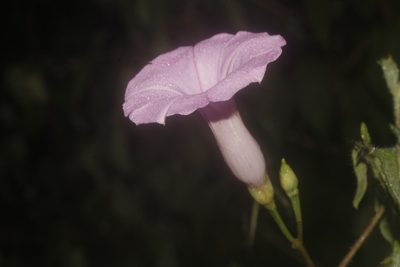 Ipomoea splendor-sylvae, photographed by Juan Cruzado Cortés