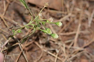 Acmella radicans, photographed by S.MORE
