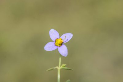 Exacum lawii, photographed by S.MORE