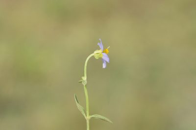 Exacum lawii, photographed by S.MORE