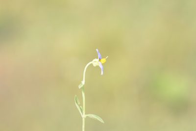 Exacum lawii, photographed by S.MORE