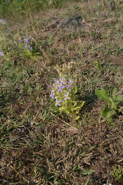 Exacum lawii, photographed by S.MORE