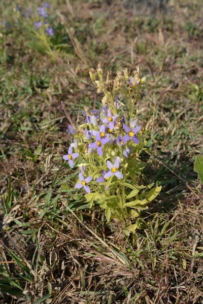 Exacum lawii, photographed by S.MORE
