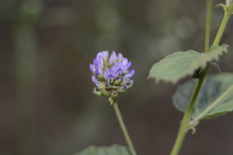 Cullen corylifolium, photographed by S.MORE
