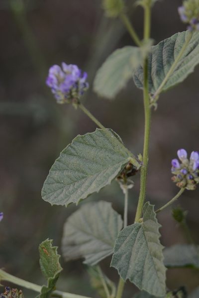 Cullen corylifolium, photographed by S.MORE