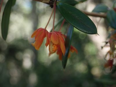 Berberis trigona, photographed by Nolan Exe