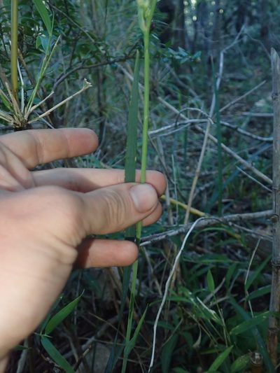 Libertia tricocca, photographed by Nolan Exe