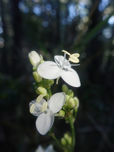 Libertia tricocca, photographed by Nolan Exe