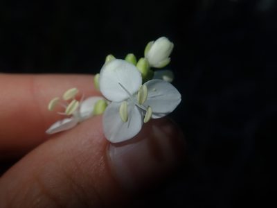 Libertia tricocca, photographed by Nolan Exe
