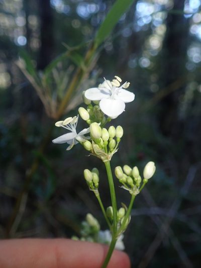 Libertia tricocca, photographed by Nolan Exe