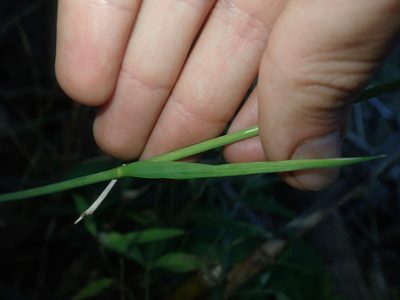 Libertia tricocca, photographed by Nolan Exe