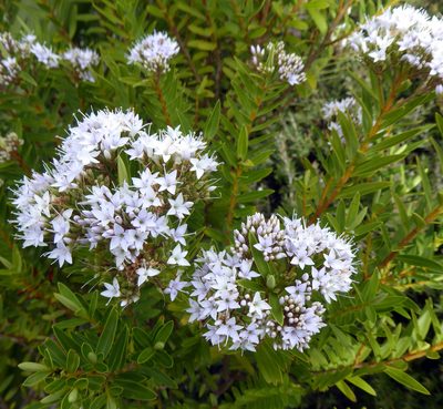 Veronica diosmifolia, photographed by Peter de Lange