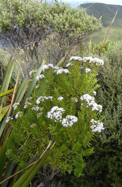 Veronica diosmifolia, photographed by Peter de Lange