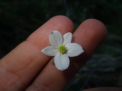 Anemonastrum antucense, photographed by Nolan Exe
