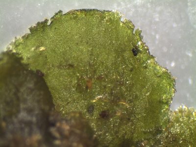 Megaceros flagellaris, photographed by John Steel