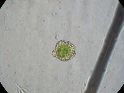 Megaceros flagellaris, photographed by John Steel