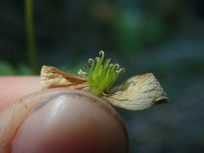 Anemonastrum antucense, photographed by Nolan Exe