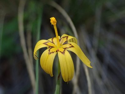 Sisyrinchium patagonicum, photographed by Nolan Exe