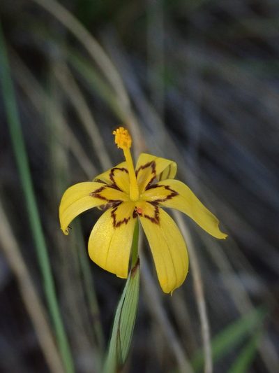 Sisyrinchium patagonicum, photographed by Nolan Exe