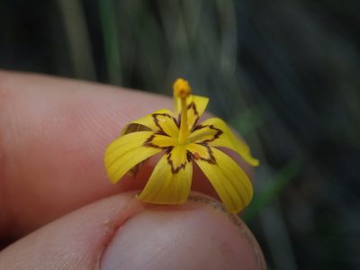 Sisyrinchium patagonicum, photographed by Nolan Exe