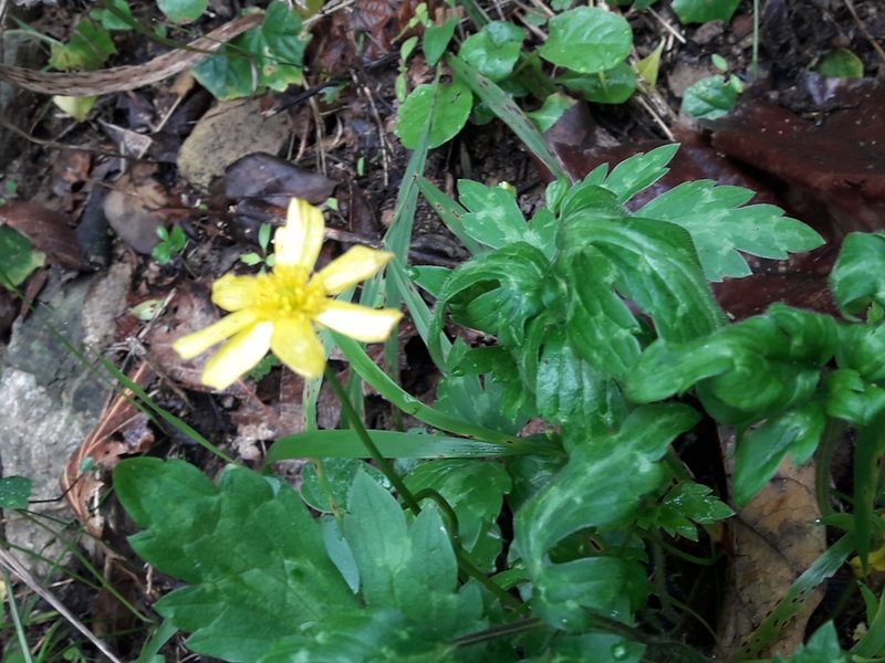 Ranunculus sierrae-orientalis, photographed by José Gerardo Velasco