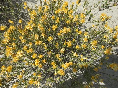 Chuquiraga avellanedae, photographed by Gonzalo Roget