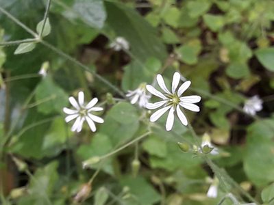 Stellaria cuspidata, photographed by José Gerardo Velasco