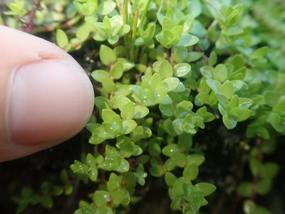 Oldenlandia salzmannii, photographed by Nolan Exe