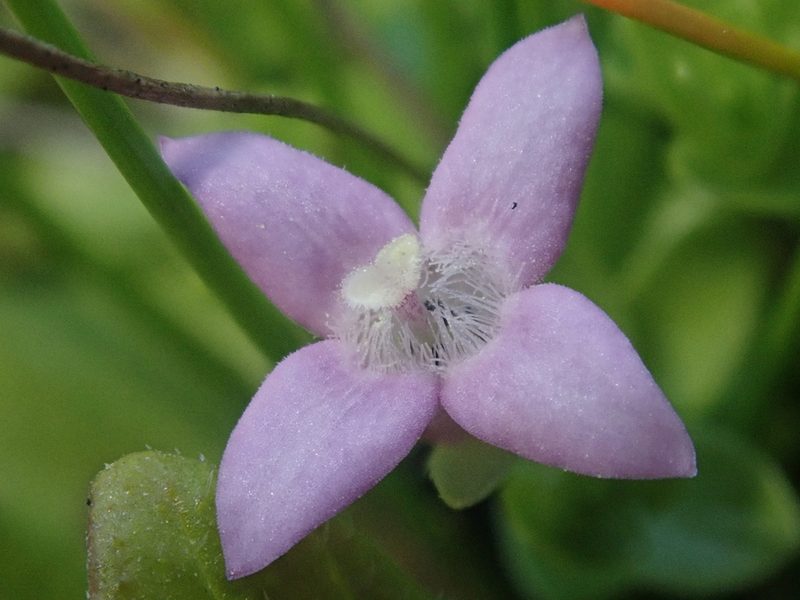 Oldenlandia salzmannii, photographed by Nolan Exe