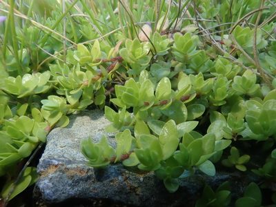 Oldenlandia salzmannii, photographed by Nolan Exe