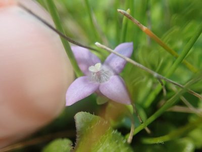 Oldenlandia salzmannii, photographed by Nolan Exe
