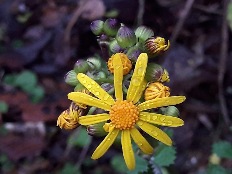 Packera coahuilensis, photographed by José Gerardo Velasco