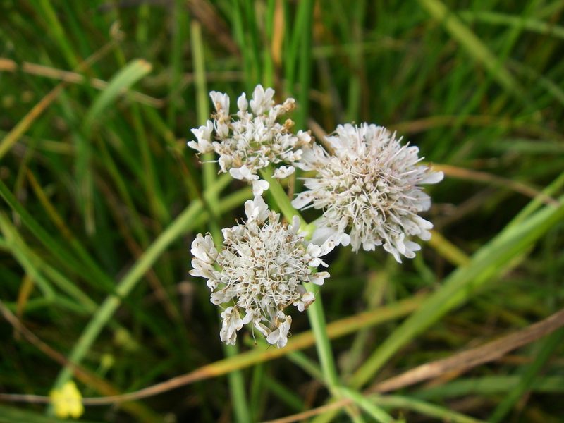 Oenanthe fistulosa, photographed by purperlibel