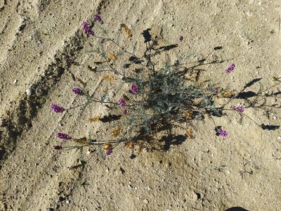 Astragalus magdalenae, photographed by Daniela Gámez