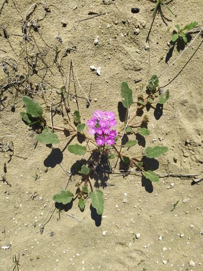 Abronia gracilis, photographed by Daniela Gámez